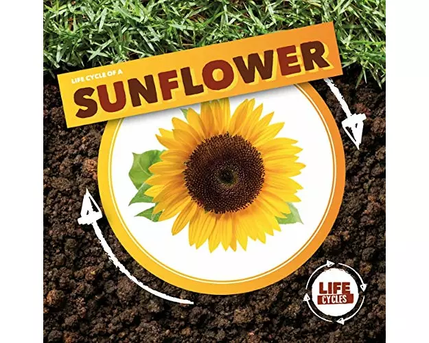 Life Cycle of a Sunflower