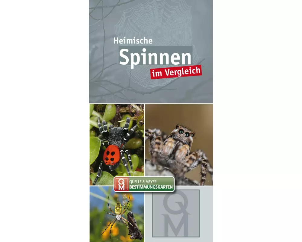 Heimische Spinnen