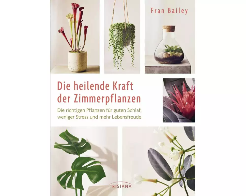 Die heilende Kraft der Zimmerpflanzen