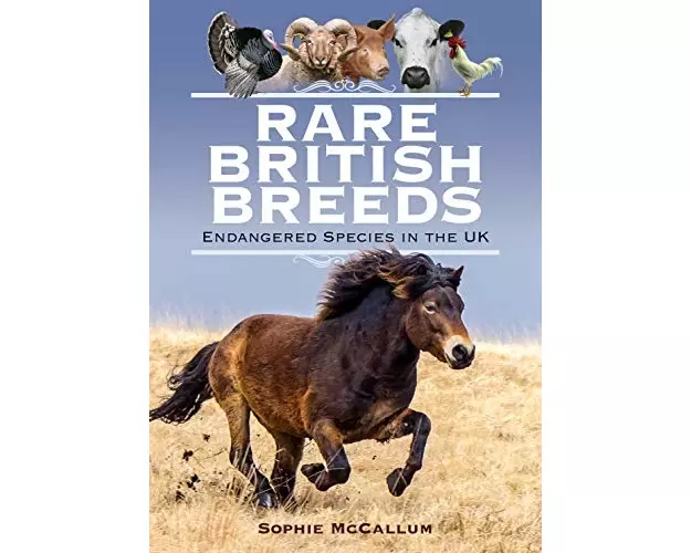Rare British Breeds