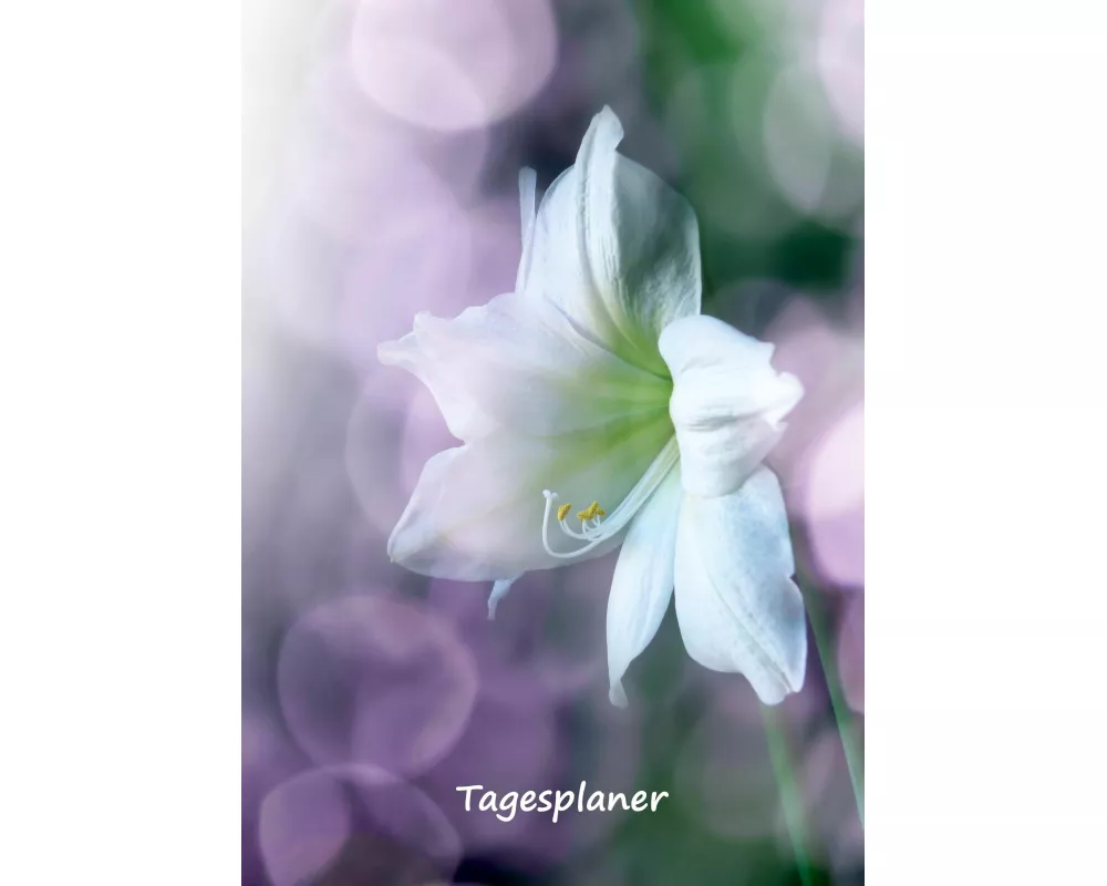 Tagesplaner undatiert A5 für Gestresste