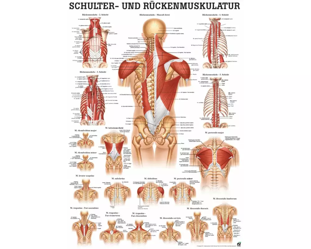 Rüdiger Anatomische Lehrtafel Muskulatur Schulter/Rücken Deutsch