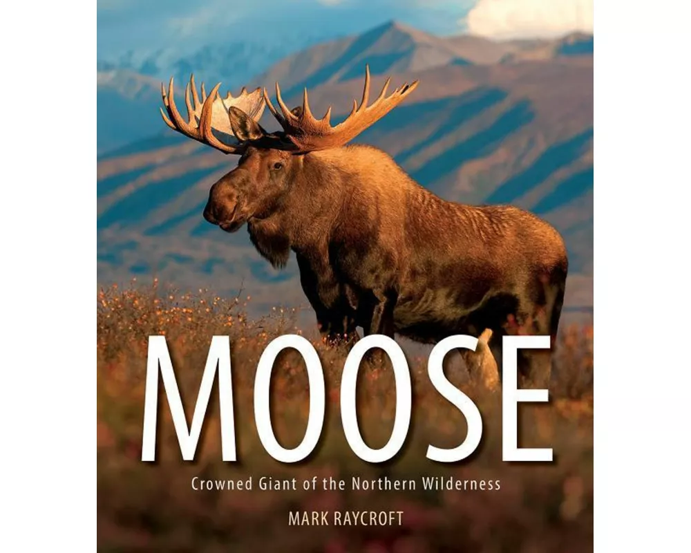 Moose