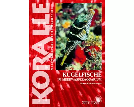 Kugelfische im Meerwasseraquarium