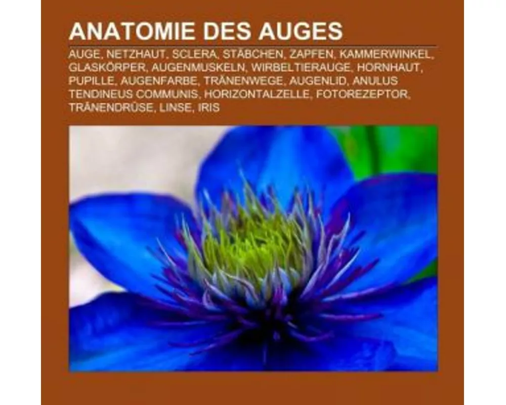 Anatomie Des Auges
