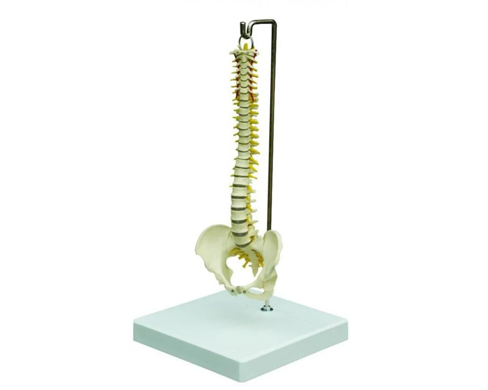 Rüdiger Modell Mini-Wirbelsäule mit Arterien und Nerven