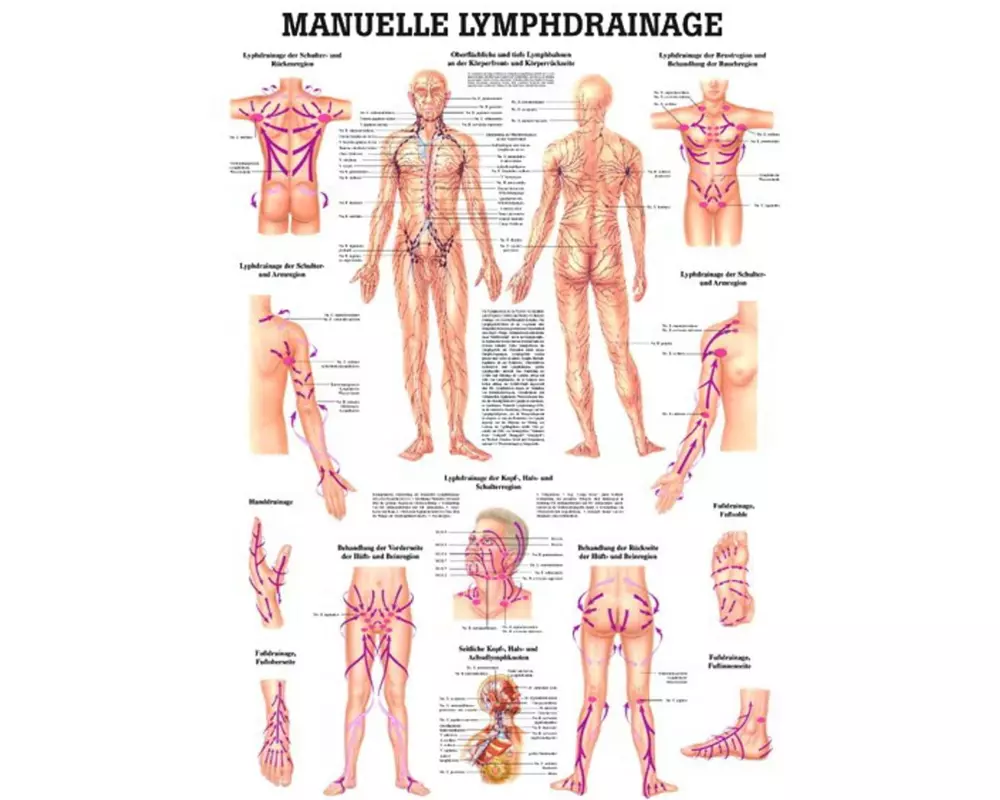 Rüdiger Anatomische Lehrtafel Lymphdrainage