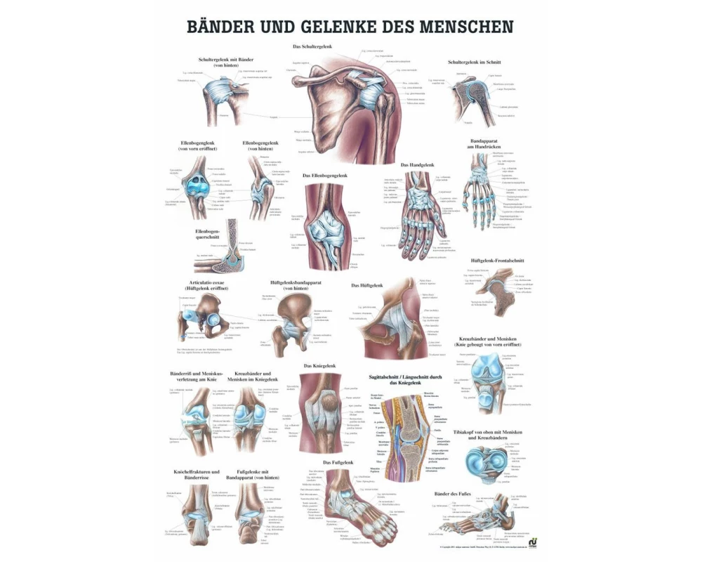 Rüdiger Anatomische Lehrtafel Bänder und Gelenke 70 x 100 cm