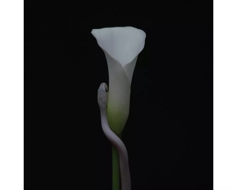 Parrhesia