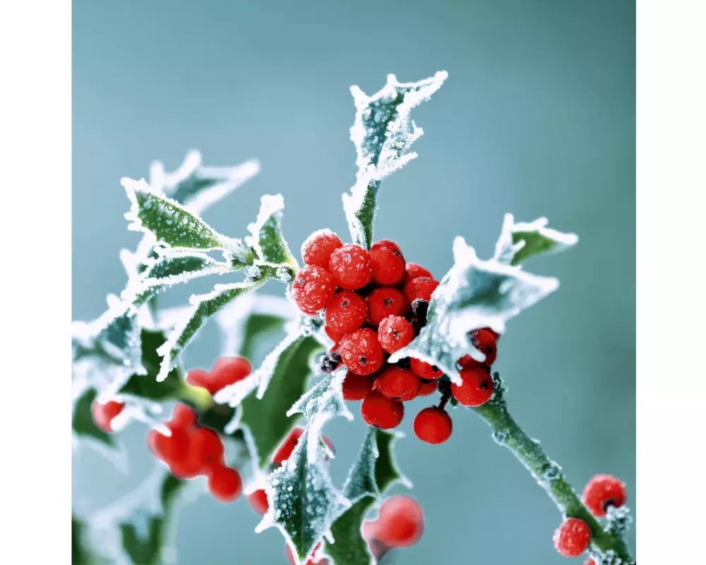 Paper + Design Papierservietten Frosty holly 33 cm x 33 cm, 20 Stück