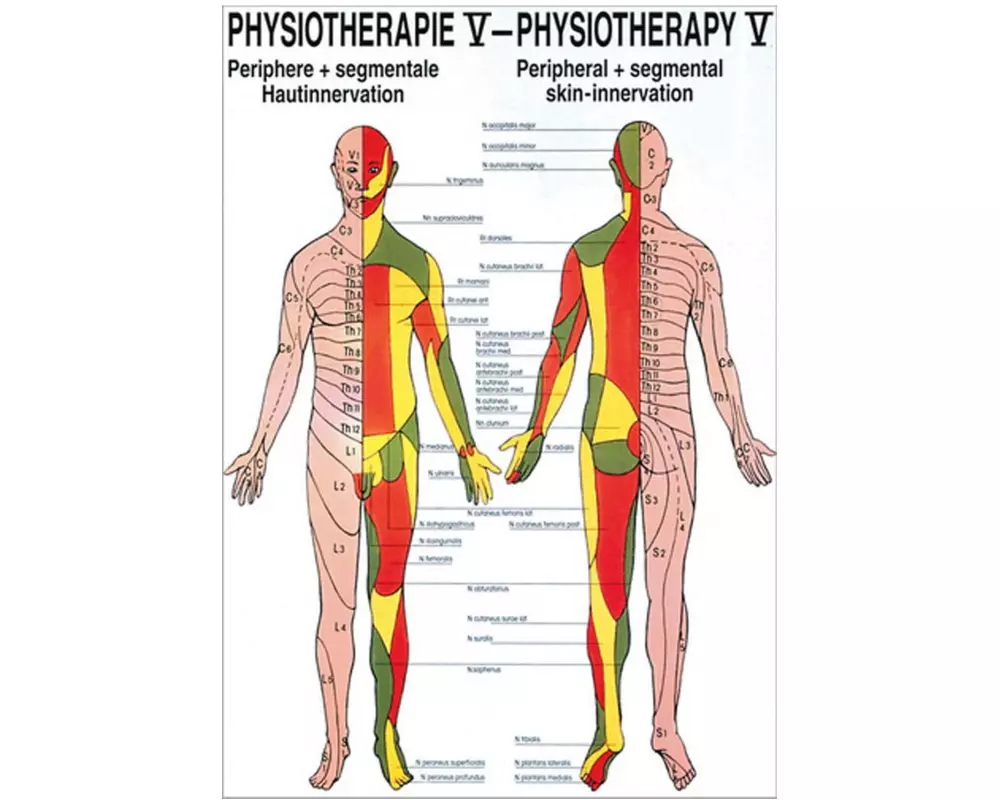 Rüdiger Physiotherapie-Poster – Hautinnervation Deutsch/Englisch
