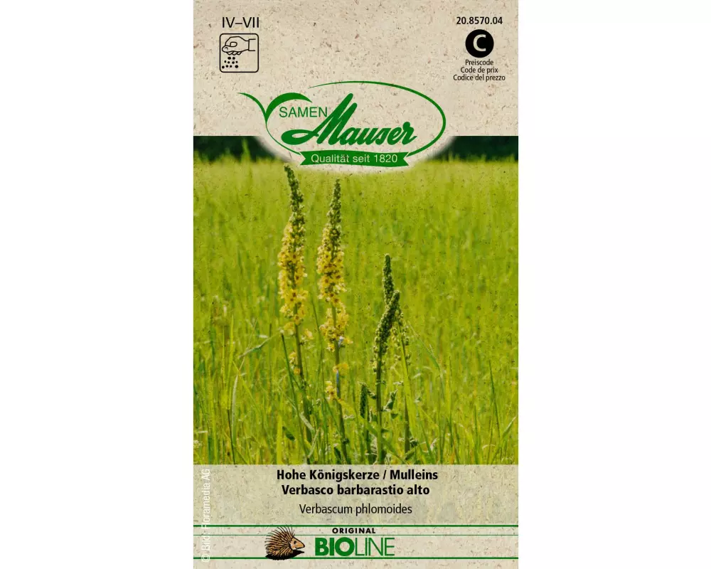 Samen Mauser Samen BIO Hohe Königskerze