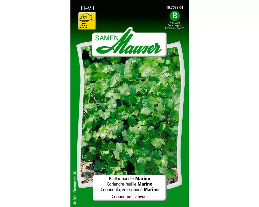 Samen Mauser Samen Blattkoriander Marino