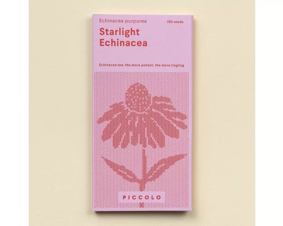 Gorilla Gardening Purpursonnenhut Starlight mehrjährig