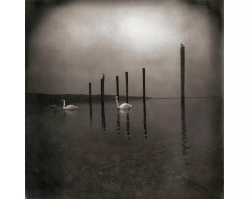 Conference of the Birds (Reissue)