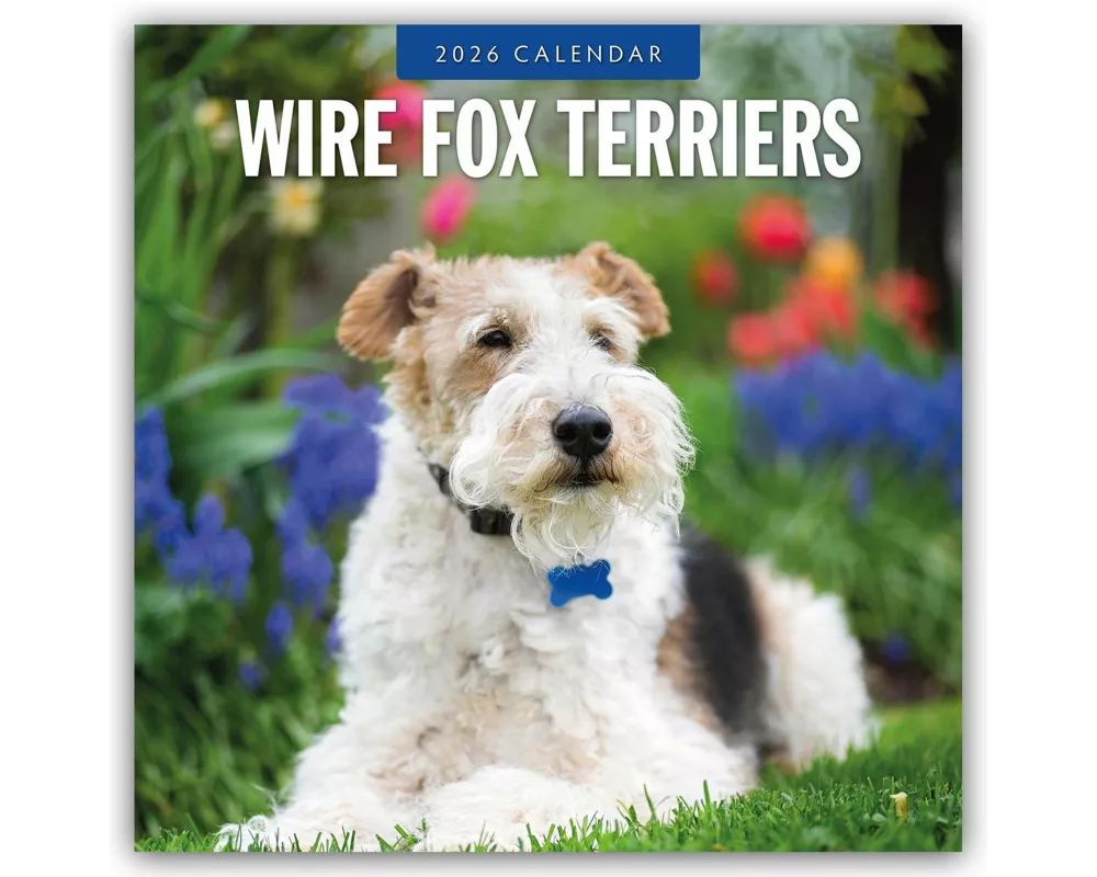 Wire Fox Terriers - Drahthaar Foxterrier 2026 - 16-Monatskalender
