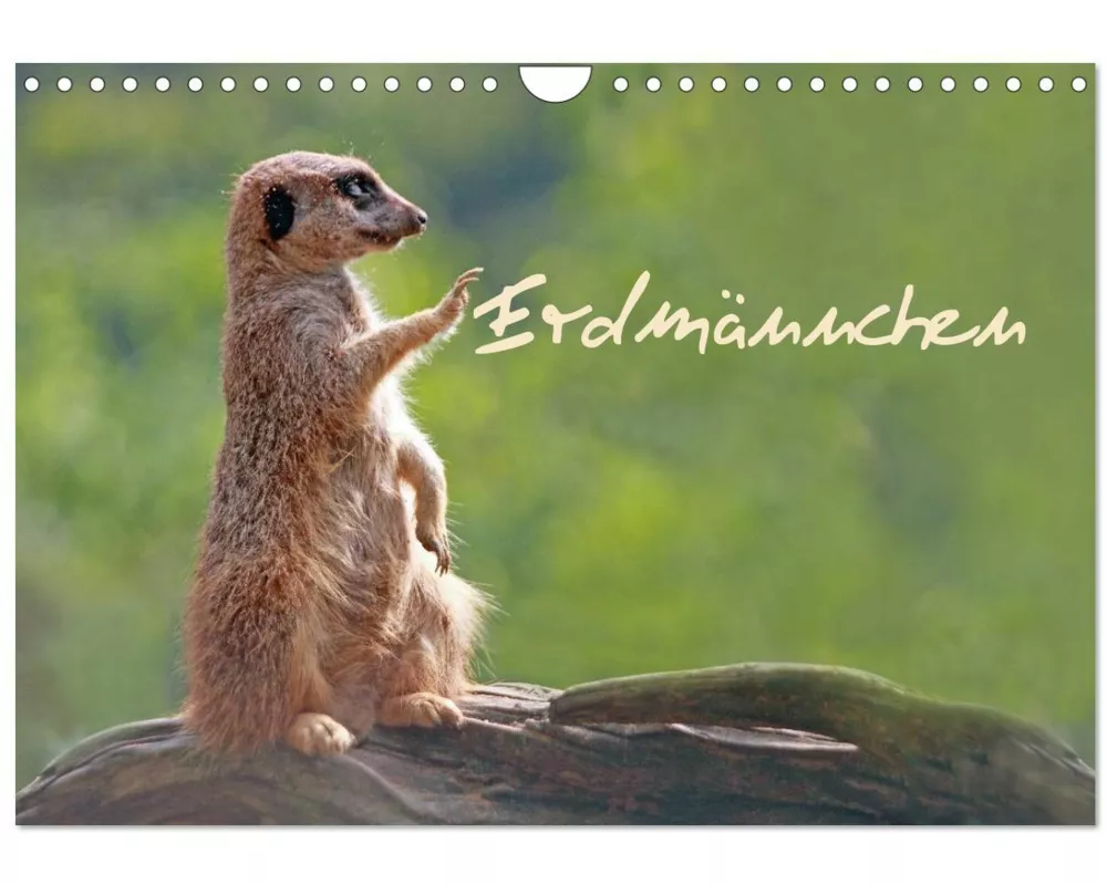 Erdmännchen (Wandkalender 2026 DIN A4 quer), CALVENDO Monatskalender
