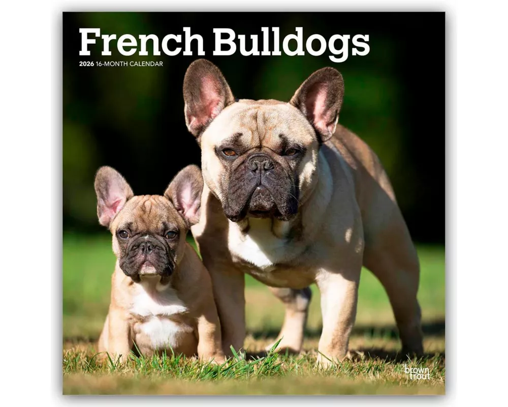 French Bulldogs 2026 12 X 24 Inch (Hanging) Monthly Square Wall Calendar Plastic-Free