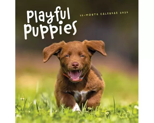 Playful Puppies Square Wall Sunday Start