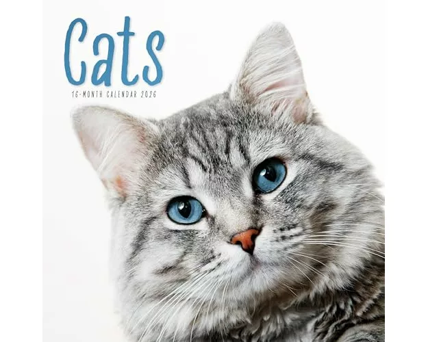 Cats Square Wall Sunday Start Calendar 2
