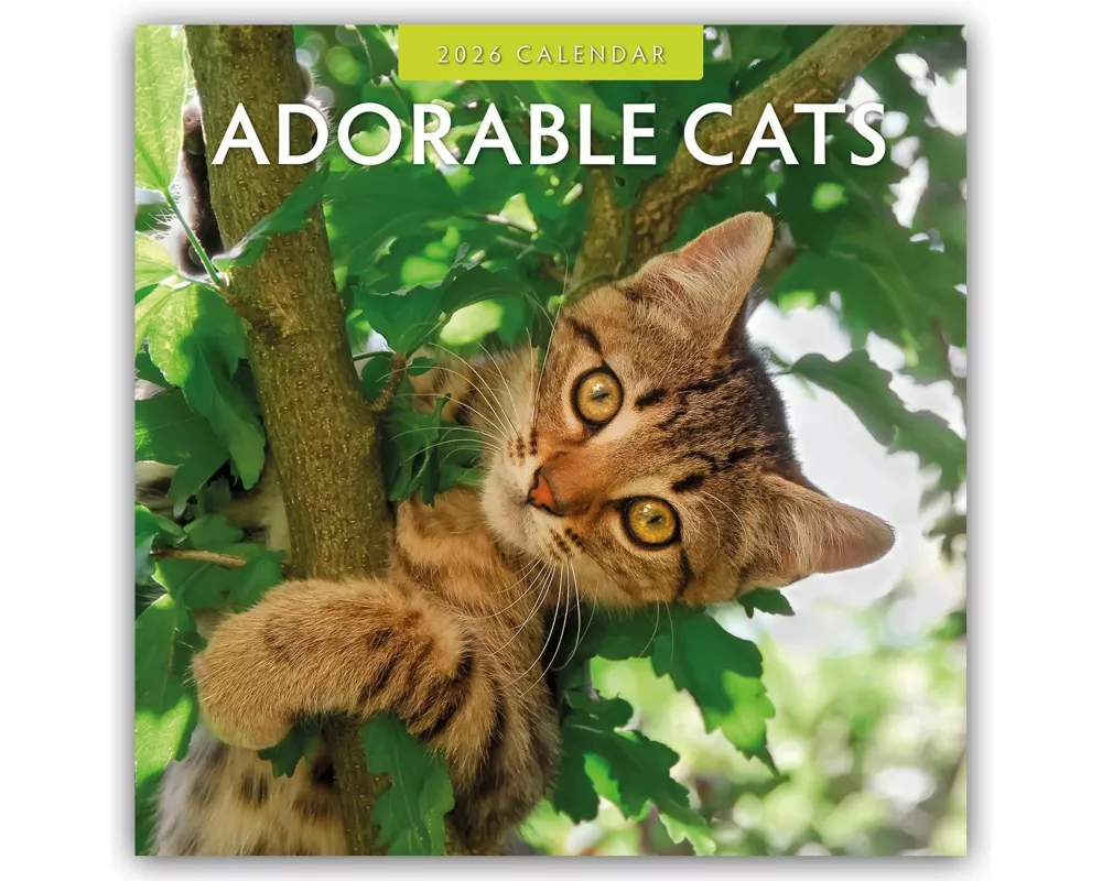 Adorable Cats - Liebenswerte Katzen 2026 - 16-Monatskalender
