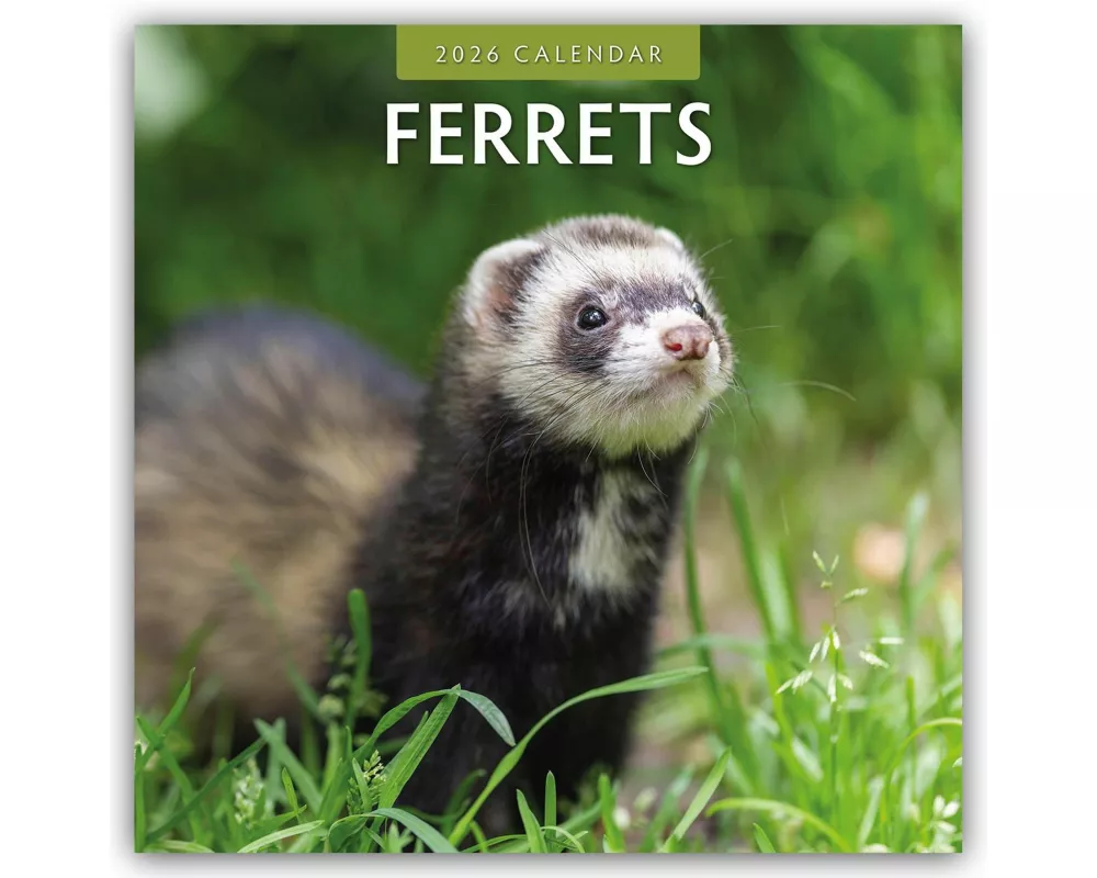 Ferrets 2026 Square Wall Calendar