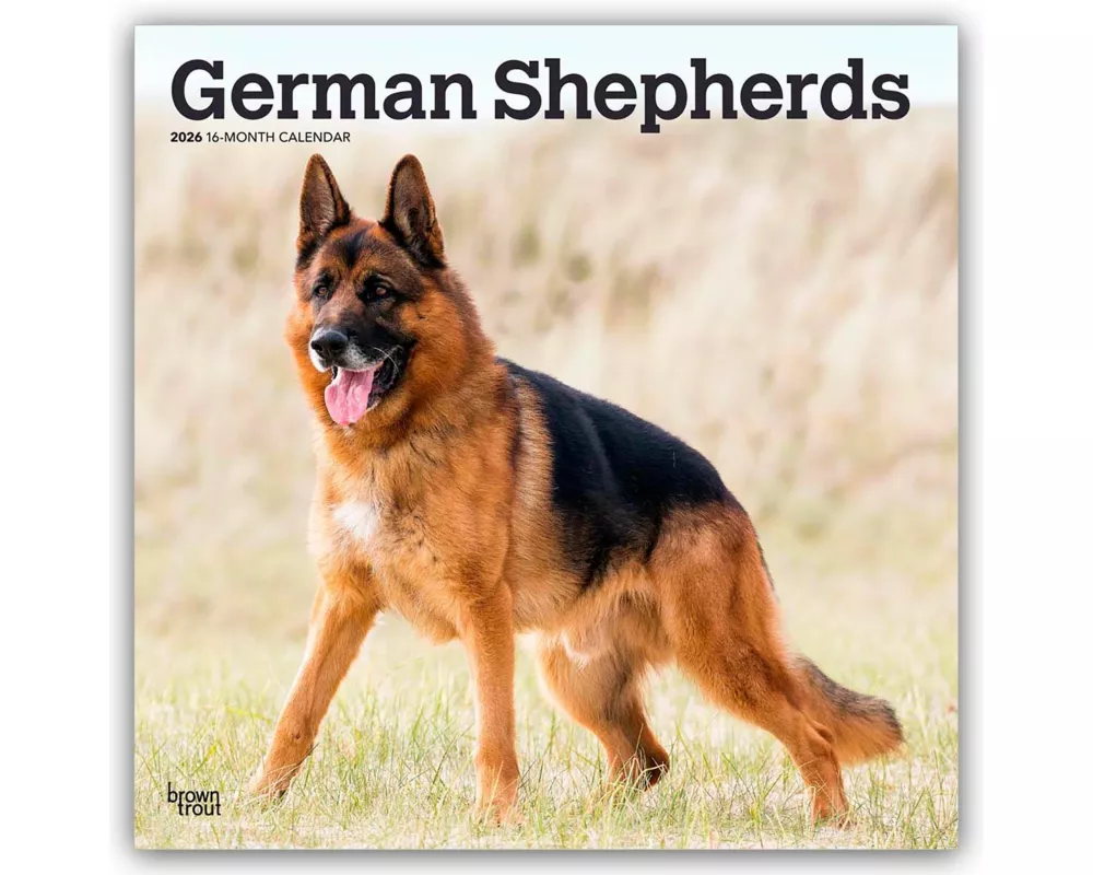 German Shepherds 2026 12 X 24 Inch (Hanging) Monthly Square Wall Calendar Plastic-Free