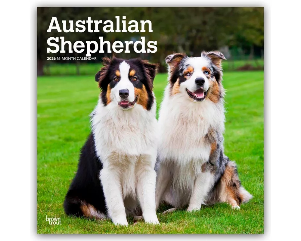 Australian Shepherds 2026 12 X 24 Inch (Hanging) Monthly Square Wall Calendar Plastic-Free