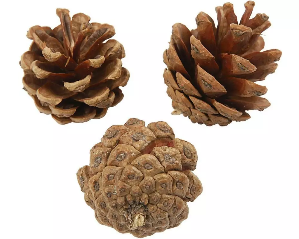Creativ Company Tannenzapfen Kiefernzapfen 40 mm