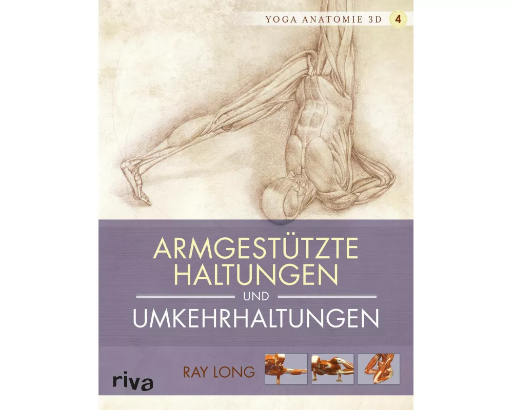 Yoga-Anatomie 3D