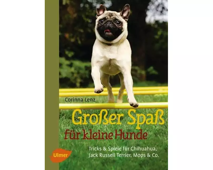 Großer Spaß für kleine Hunde