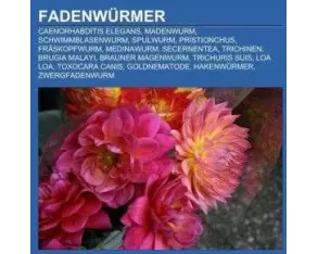 Fadenwürmer