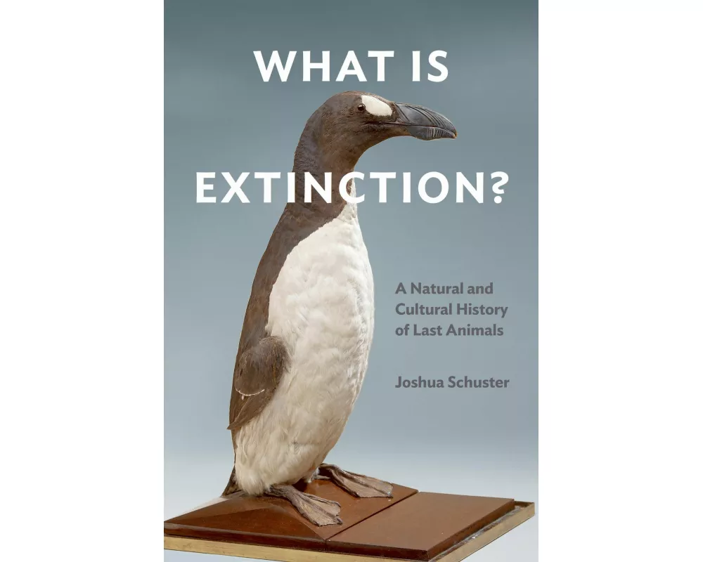 What Is Extinction?