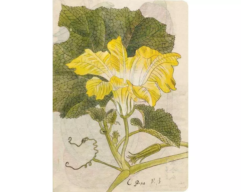 Japanese Squash Blossom Lined Paperback Journal
