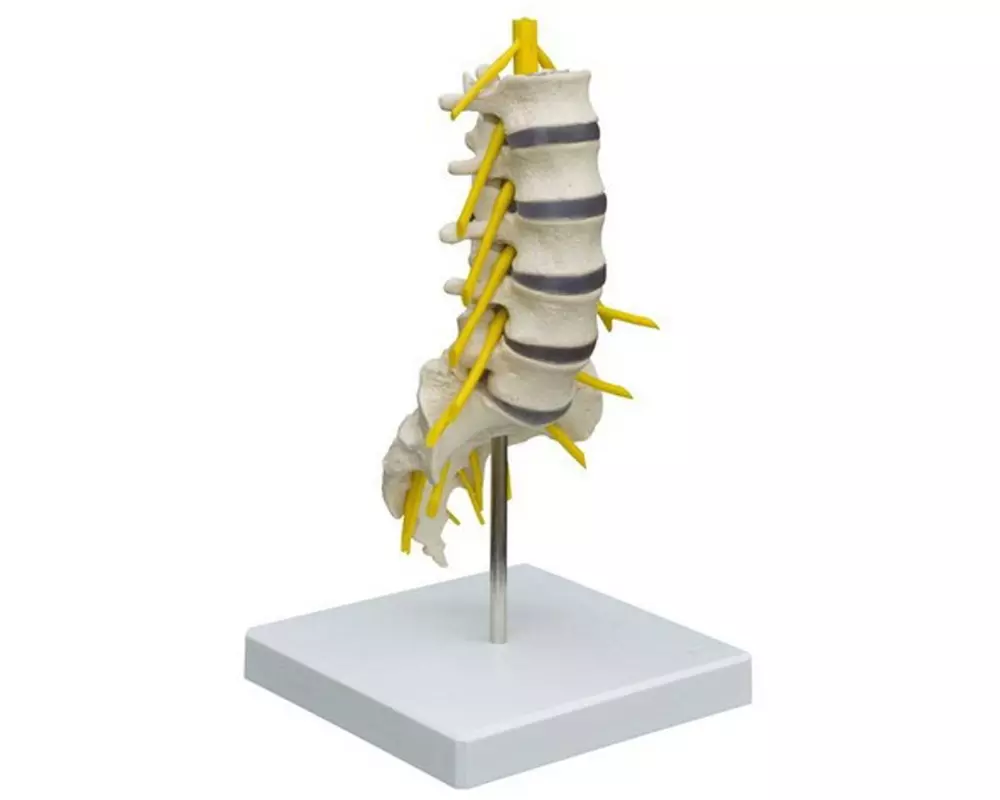 Rüdiger Skelett Lendenwirbelsäule