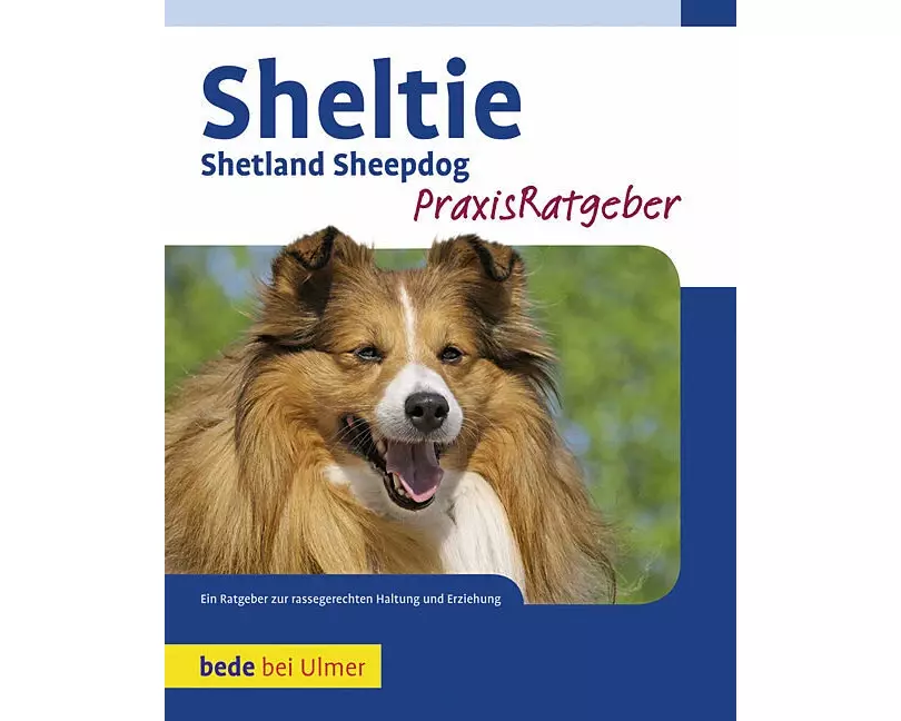 Sheltie