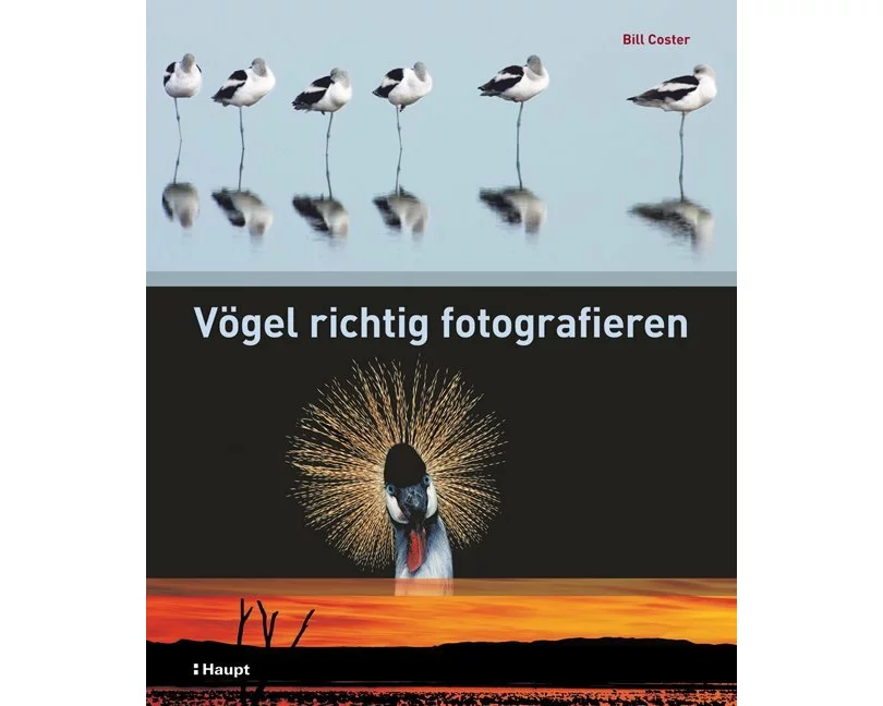 Vögel richtig fotografieren