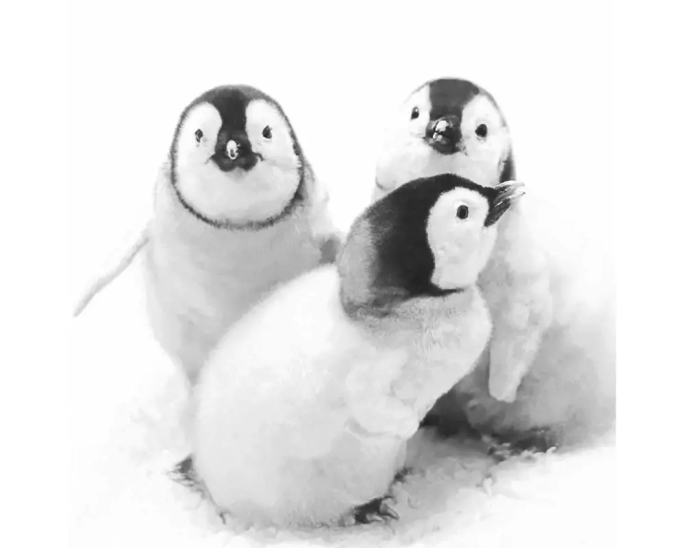 Paper + Design Papierservietten Penguin friends 33 cm x 33 cm, 20 Stück