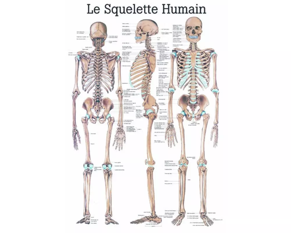 Rüdiger Anatomische Lehrtafel Das menschliche Skelett 70 x 100 cm