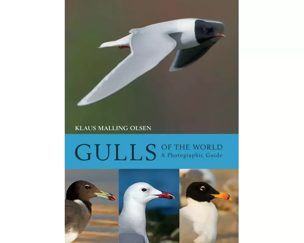 Gulls of the World