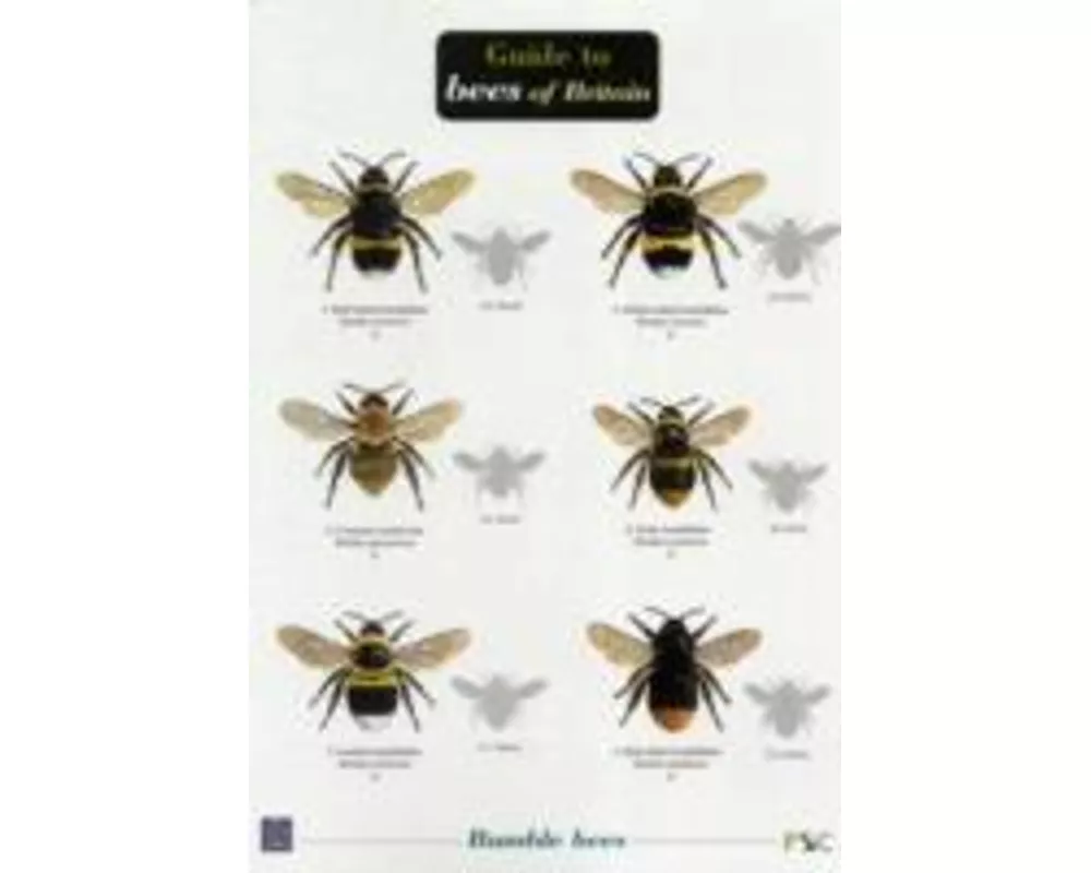 Bees of Britain