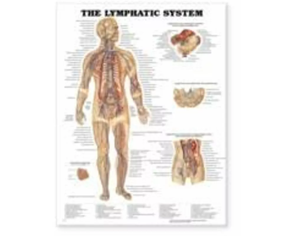 The Lymphatic System Anatomical Chart