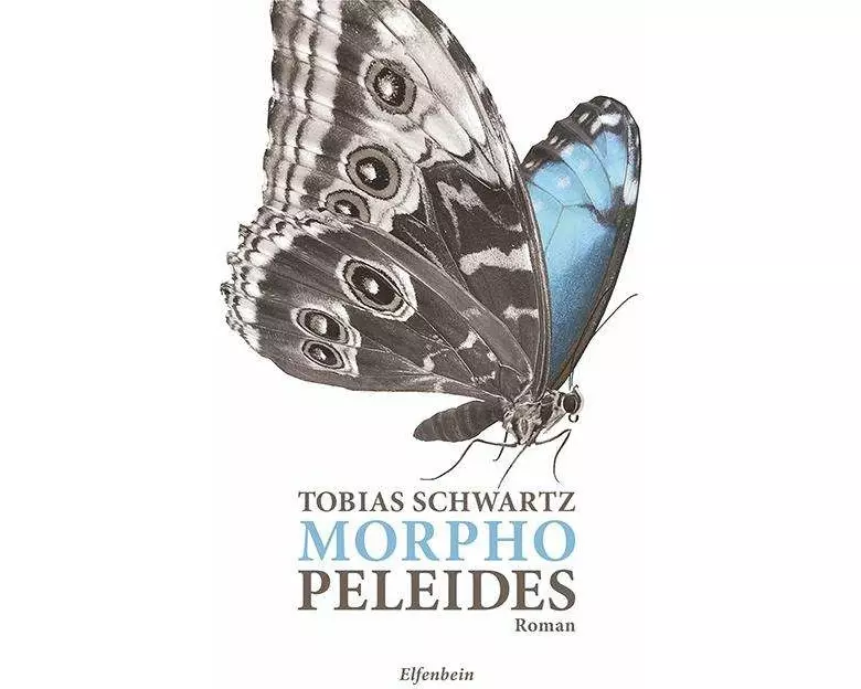 Morpho peleides