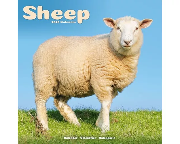 Sheep Calendar 2026 Square Farm Animal Wall Calendar - 16 Month