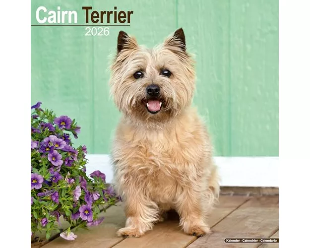 Cairn Terrier Calendar 2026 Square Dog Breed Wall Calendar - 16 Month