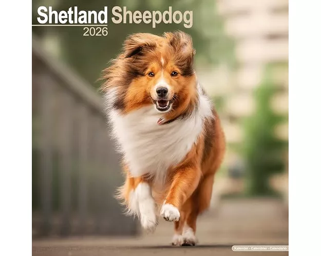 Shetland Sheepdog Calendar 2026 Square Dog Breed Wall Calendar - 16 Month