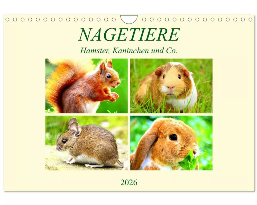 Nagetiere. Hamster, Kaninchen und Co. (Wandkalender 2026 DIN A4 quer), CALVENDO Monatskalender