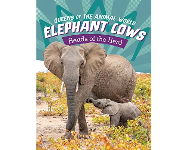 Elephant Cows