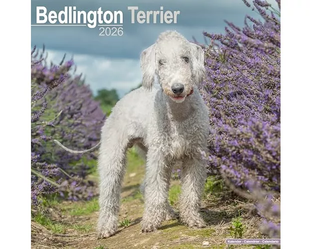 Bedlington Terrier Calendar 2026 Square Dog Breed Wall Calendar - 16 Month