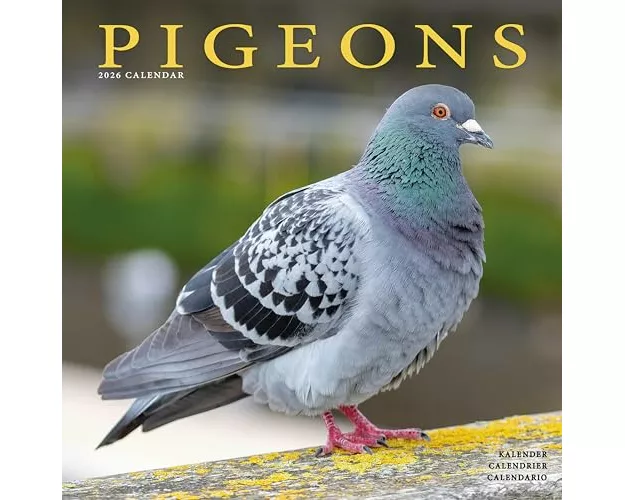 Pigeons Calendar 2026 Square Birds Wall Calendar - 16 Month